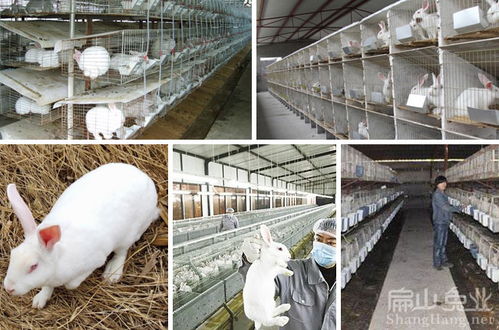 湛江小兔子养殖标准基地中山种兔繁殖梅州县商品兔批发