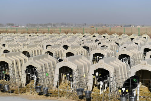 内蒙古临河 养牛产业促增收