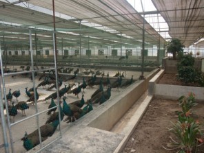 贵州蓝孔雀养殖基地/