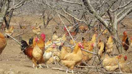 太原土鸡养殖基地