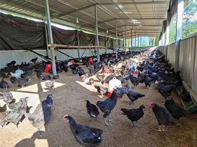 脱贫攻坚·重庆故事 | 城口鸡鸣乡:把“大山”销售出去