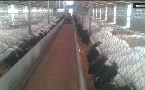 杜伯养殖场 杜伯绵羊养殖基地 山东盛海牧业