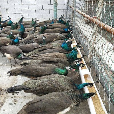 特种养殖蓝孔雀 孔雀养殖种苗 白孔雀一年养殖利润