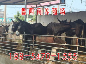 小毛驴 肉驴驹养殖基地 吴忠养驴场 三粉驴养殖场