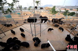 再访 归真堂 民间组织人士跪拜黑熊谢罪