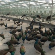 辽宁孔雀养殖基地