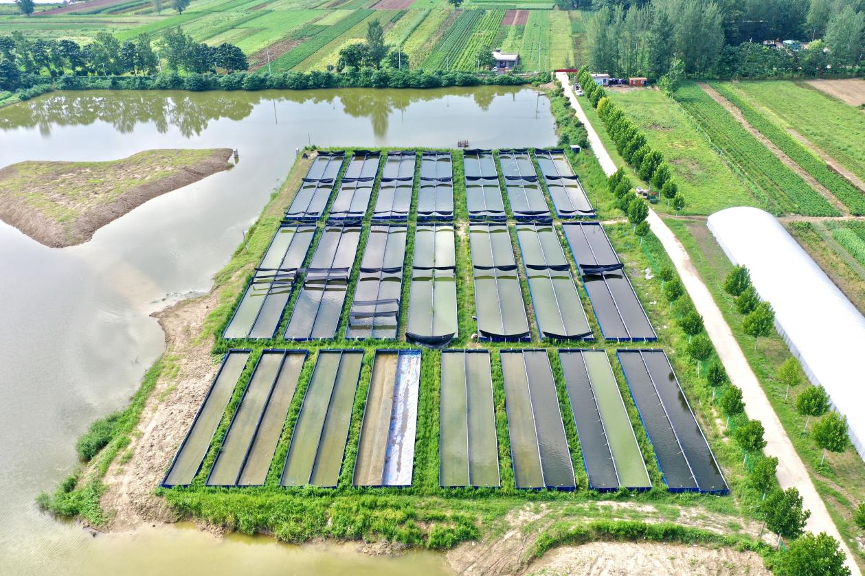 亳州市谯城区五马镇:特色养殖赋能乡村振兴“蛭”富路