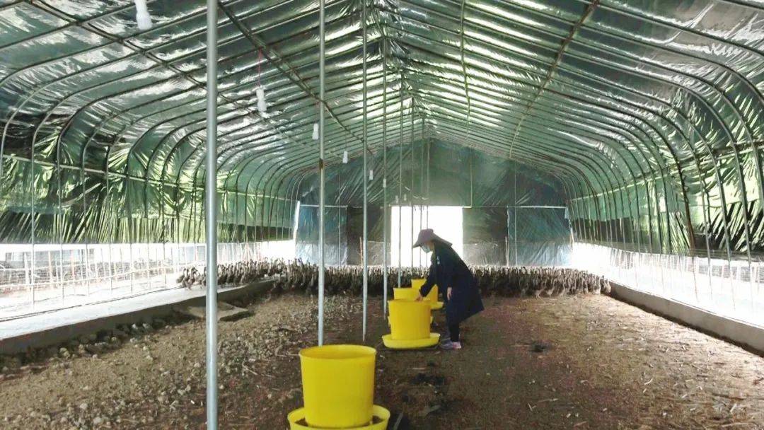 【全面推进乡村振兴】款场乡:大棚养殖三穗鸭 助农增收促振兴_溪村_鸭