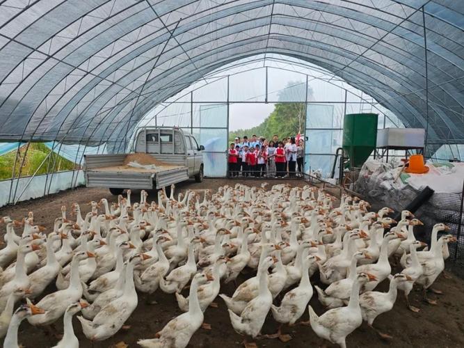 普阳社区管委会:探索大鹅养殖基地 中学生研学收获多