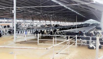 温氏在湖南永州奶牛养殖基地正式投产