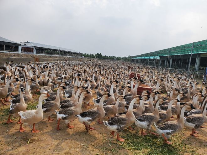 龙头企业落户、培育全产业链.潮州打造百亿产值畜禽业