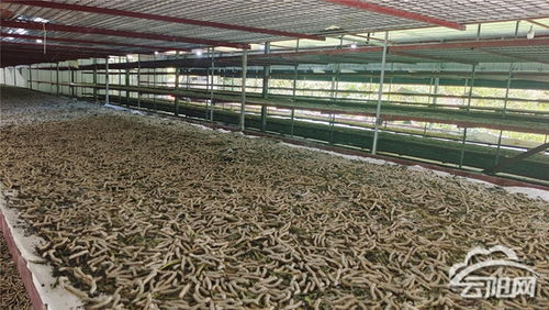 宝坪镇 桑蚕养殖 织就蚕农 致富路