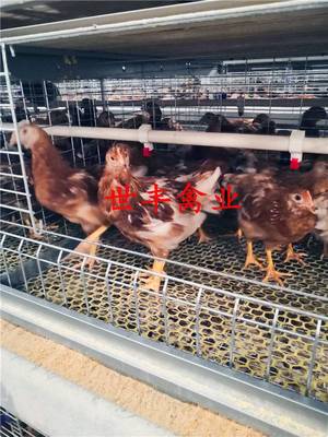 聊城高标准青年鸡 山东脱温鸡养殖场 河北育成鸡优质基地 青年鸡厂
