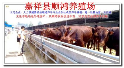 湖南花垣县鲁西黄牛养殖基地：特色产业助力乡村振兴