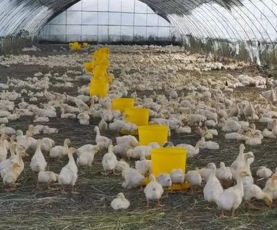 中国林口——欢迎您莅临养殖基地