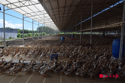 抓好“三六九” 奋战“百千万”——海丰县平东镇乡村产业“百花齐放”步稳蹄疾