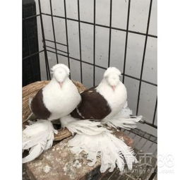 精品元宝鸽种鸽选购指南 养殖基地推荐与养殖要点