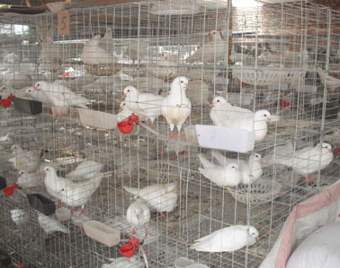 新疆肉鸽养殖场——专业养殖基地，优质肉鸽供应