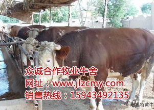 陕西黄牛养殖场与养殖基地的发展与特色