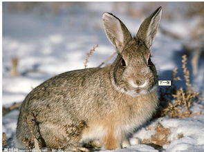 山东野兔养殖基地的发展与供应商角色