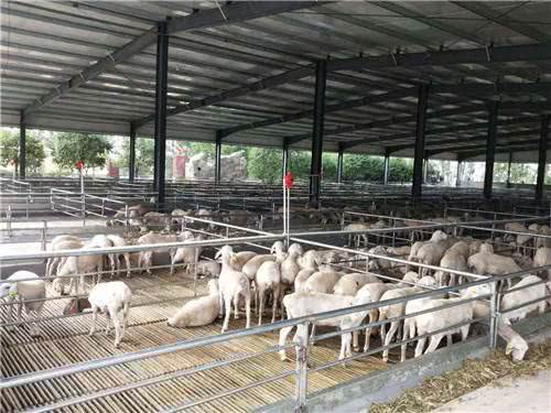 山森牧业 卓越的湖羊养殖基地