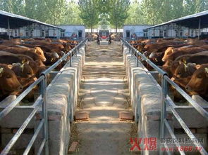 规模化养殖场的介绍