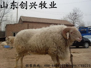 山东创兴肉牛养殖场 波尔山羊与改良肉牛犊的专业养殖基地