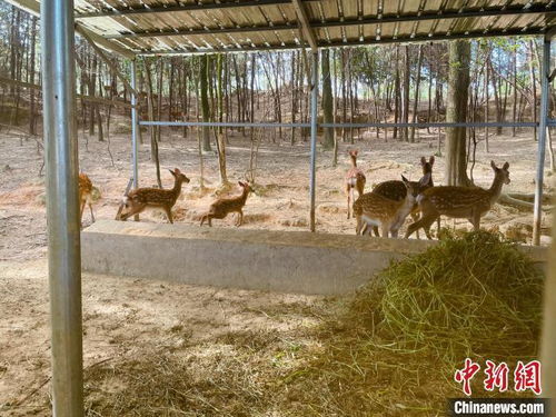 呦呦鹿鸣 唱响山村振兴曲——江西吉安县特色养殖基地纪实