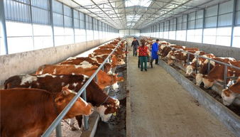 脱贫大考 利州答卷 弦歌不辍奏华章——看利州生态种养殖基地的实践与成就