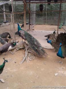 广西南宁横县蓝孔雀养殖基地 农副产品产业的新亮点