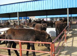肉驴养殖技术及江西、福建地区育肥实践与市场行情分析