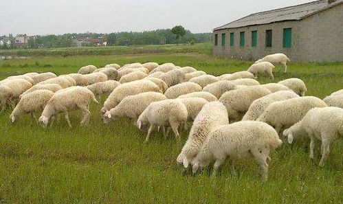 网上卖羊小能手 从湖羊养殖基地到财富之路