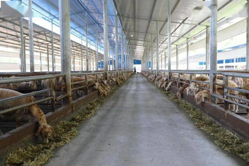 广西分行227.6亿元扶贫贷款助力脱贫攻坚，养殖基地成关键抓手