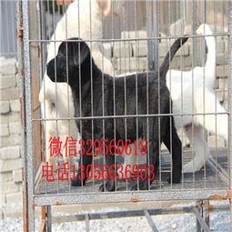 长寿地区精品拉布拉多犬购买指南 赛级品质与养殖基地推荐