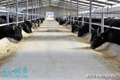 拉萨牦牛养殖基地环境监测系统的应用与价值