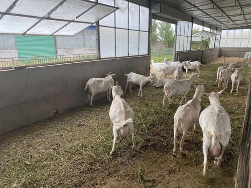 明日剧透 纯正奶源铸就优质羊奶粉，揭秘养殖基地的核心奥秘