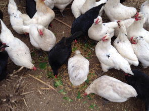 绿野仙踪 探访磷溪走地鸡养殖基地，揭秘“全营养食品”鸡蛋的诞生