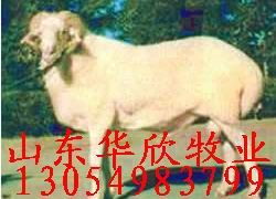 现代养殖基地 科技赋能下的高效农业新范式