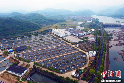 浙江钱江源头 从山涧清流到世界餐桌，探秘中国鱼子酱的崛起之路