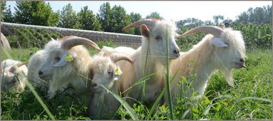 牧遇集团山羊绒养殖基地 专业与可持续的典范