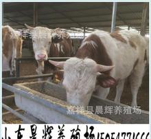 现代化改良肉牛养殖基地 高效养殖的新典范