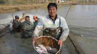 供应济宁鲤鱼养殖基地——济南槐荫广源水产养殖专业合作社欢迎您
