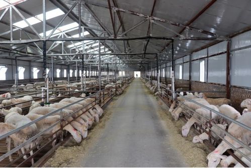 养羊怎么玩出新花样？实探15万只湖羊养殖基地