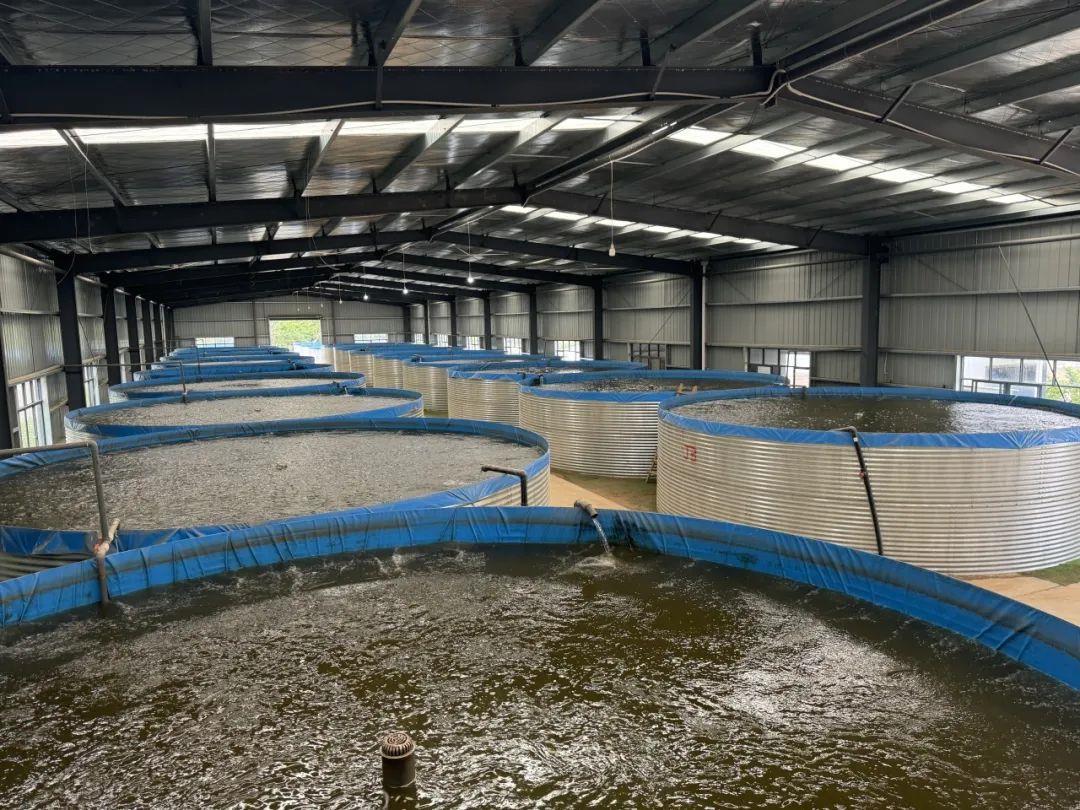 黄陂转型爬坡接续干 年产成鱼200万斤，武汉华丰聚打造渔业全产业链养殖基地