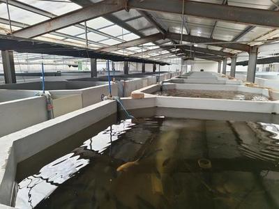 银川养殖基地 科技引领绿色发展 打造现代农业新高地