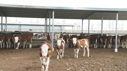 牛肉订单热销京沪，张掖甘州养殖基地开启产业“狂犇”模式