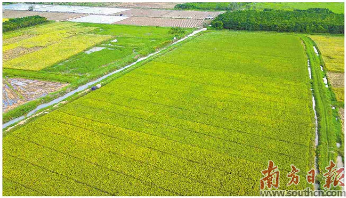 “禾花”飘香，好米生金——探索现代生态养殖基地的富民新路