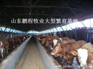 全国最大肉牛养殖场在哪里？探访现代化养殖基地的崛起之路