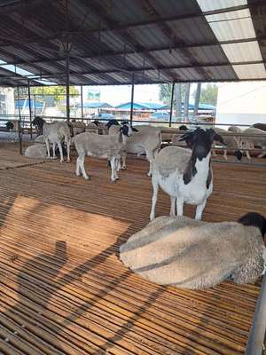 白山羊养殖全解析 羔羊批发、肉羊价格与母羊养殖利润深度分析