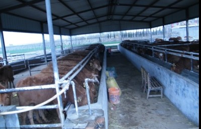 黑龙江伊春 探索肉驴养殖的绿色产业之路